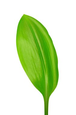 Beyaz arkaplanda yeşil yaprak