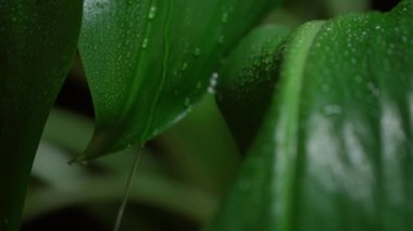 Su yeşil yaprağa dökülüyor. Yapraklar su damlalarıyla dolu. Yavaş çekim.