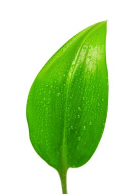 Beyaz arkaplanda su damlaları olan yeşil yaprak