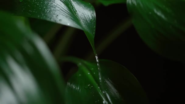 Agua Cayendo Sobre Hoja Verde Hojas Con Gotas Agua Movimiento — Vídeo de stock