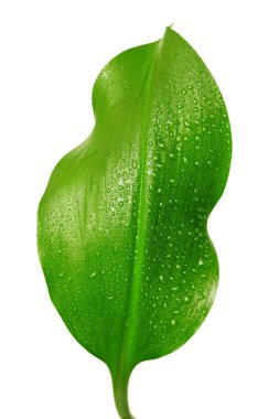 Beyaz arkaplanda su damlaları olan yeşil yaprak