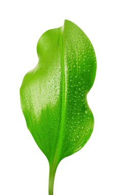 Beyaz arkaplanda su damlaları olan yeşil yaprak