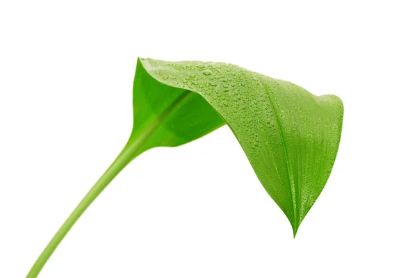 Зелений Лист Краплями Води Білому Тлі — стокове фото