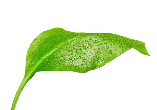 Green Leaf Drops Water White Background — Stock Photo, Image