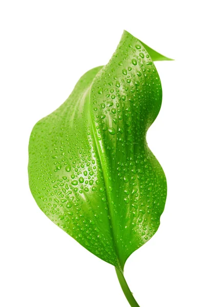 Grönt Löv Med Droppar Vatten Vit Bakgrund — Stockfoto
