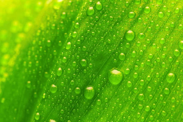 Folha Verde Com Gotas Água Fundo Orgânico — Fotografia de Stock
