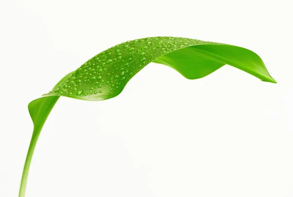 Groen Blad Met Druppels Water Witte Achtergrond — Stockfoto