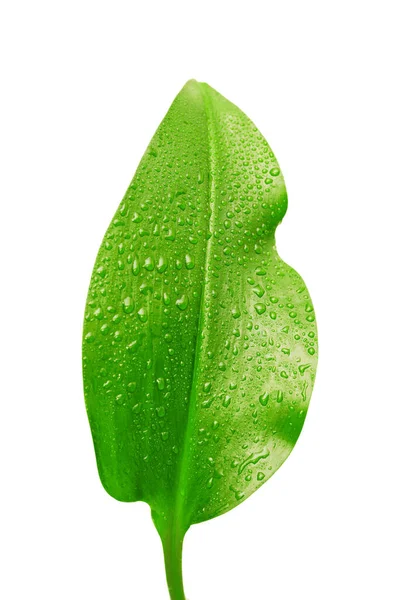 Hoja Verde Con Gotas Agua Sobre Fondo Blanco —  Fotos de Stock