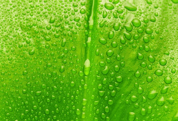 Green Leaf Drops Water Organic Background — Stock Photo, Image