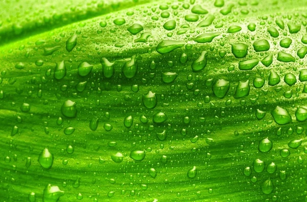 Zöld Levél Cseppek Víz Szerves Háttér — Stock Fotó