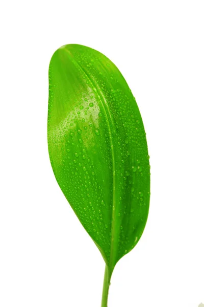 Hoja Verde Con Gotas Agua Sobre Fondo Blanco —  Fotos de Stock