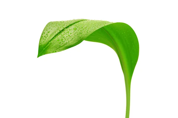 Hoja Verde Con Gotas Agua Sobre Fondo Blanco —  Fotos de Stock