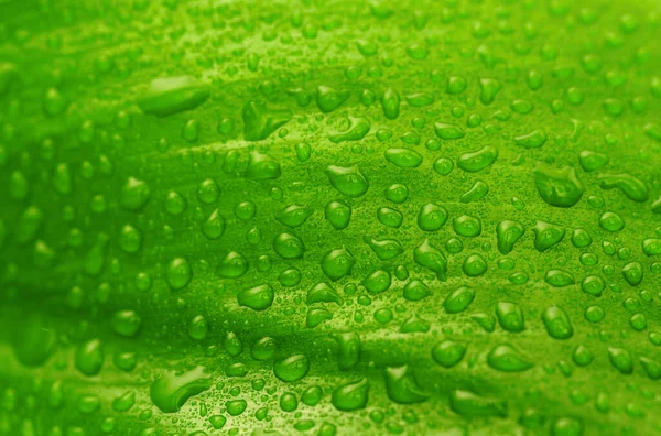 Grünes Blatt Mit Wassertropfen Organischer Hintergrund — Stockfoto