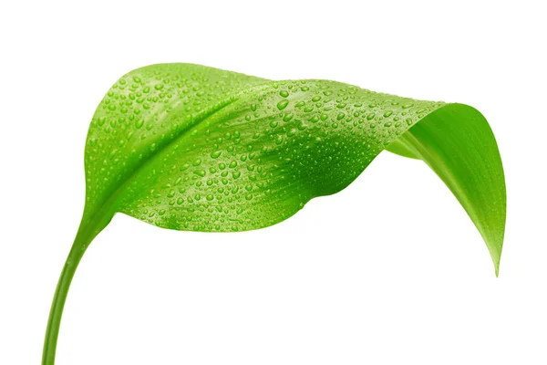 Grünes Blatt Mit Wassertropfen Auf Weißem Hintergrund — Stockfoto