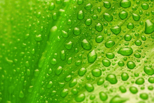 Grünes Blatt Mit Wassertropfen Organischer Hintergrund — Stockfoto