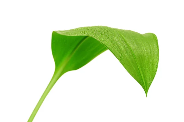 Foglia Verde Con Gocce Acqua Fondo Bianco — Foto Stock