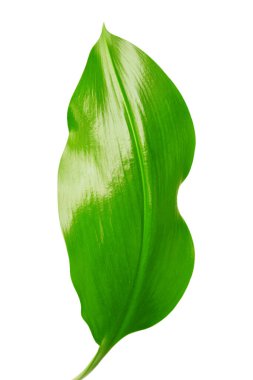 Beyaz arkaplanda yeşil yaprak