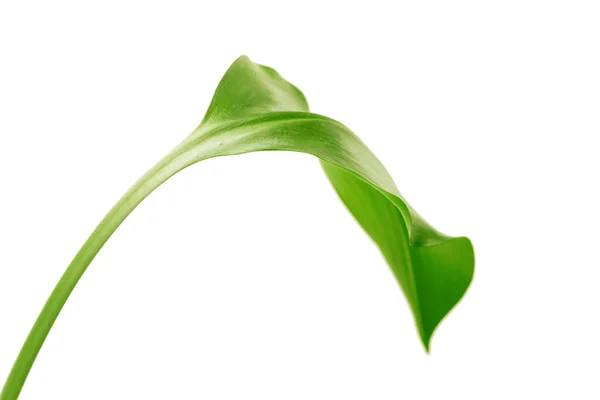 Green Leaf White Background — Stock Photo, Image