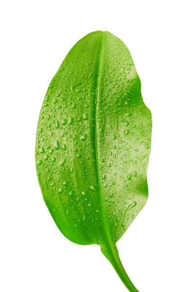 зеленый лист с капельками воды на белом фоне