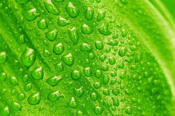 Green Leaf Drops Water Organic Background — Stock Photo, Image