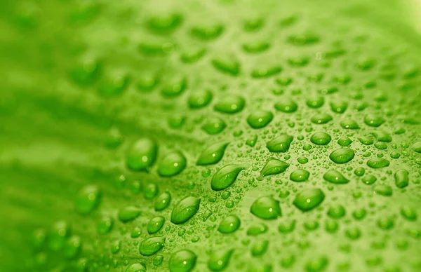 Folha Verde Com Gotas Água Fundo Orgânico — Fotografia de Stock