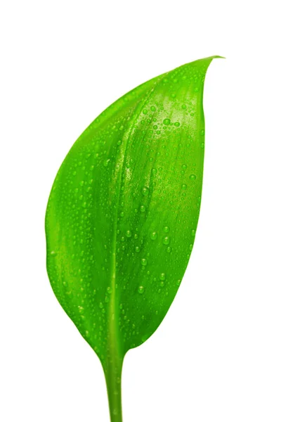 Green Leaf Drops Water White Background — Stock Photo, Image