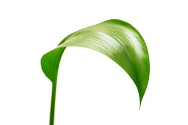 Beyaz arkaplanda yeşil yaprak