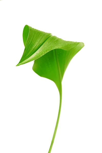 Grünes Blatt Mit Wassertropfen Auf Weißem Hintergrund — Stockfoto