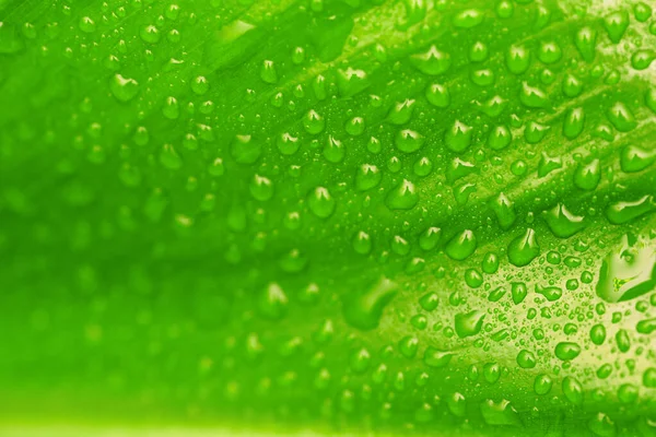 Green Leaf Drops Water Organic Background — Stock Photo, Image