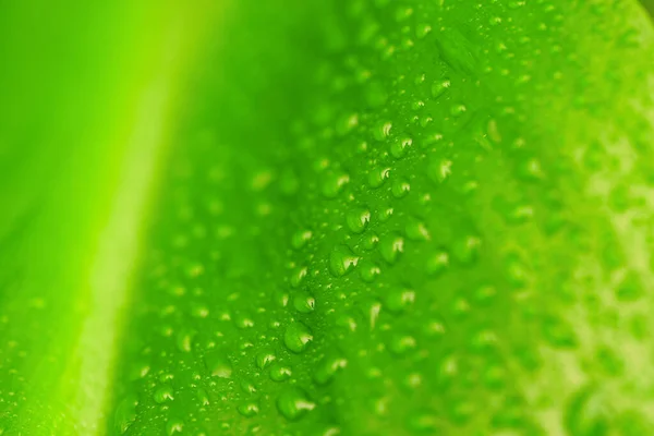 Folha Verde Com Gotas Água Fundo Orgânico — Fotografia de Stock