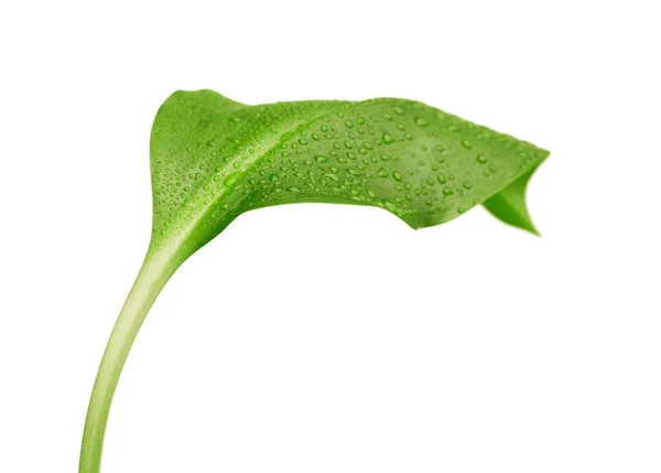 Hoja Verde Con Gotas Agua Sobre Fondo Blanco — Foto de Stock