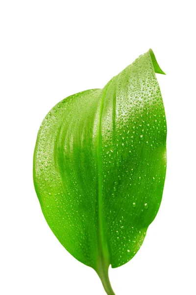 Hoja Verde Con Gotas Agua Sobre Fondo Blanco —  Fotos de Stock