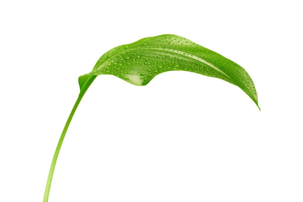 Green Leaf Drops Water White Background — Stock Photo, Image