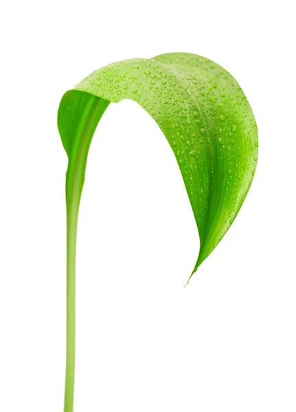 Folha Verde Com Gotas Água Fundo Branco — Fotografia de Stock