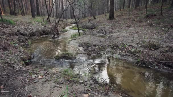 Ruisseau Forestier Eau Douce Source — Video