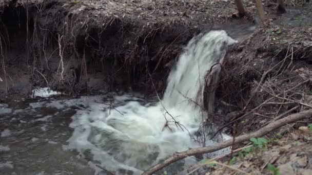 Ruisseau Forestier Eau Douce Source — Video