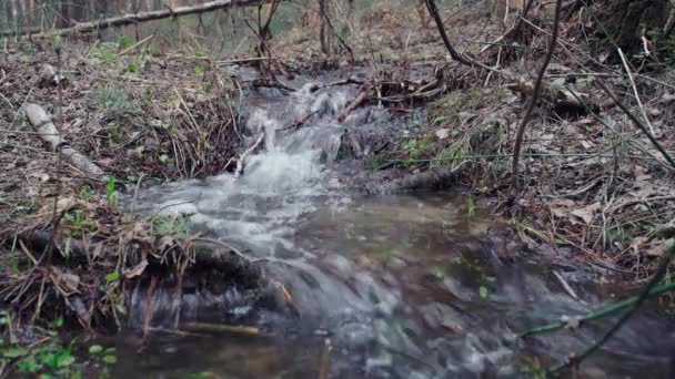 Ruisseau Forestier Eau Douce Source — Video