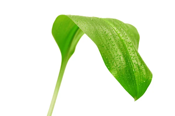 Зеленый Лист Капельками Воды Белом Фоне — стоковое фото