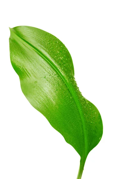 Green Leaf Drops Water White Background — Stock Photo, Image