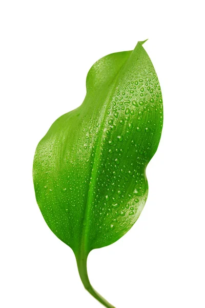 Hoja Verde Con Gotas Agua Sobre Fondo Blanco —  Fotos de Stock