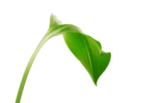 Green Leaf White Background — Stock Photo, Image