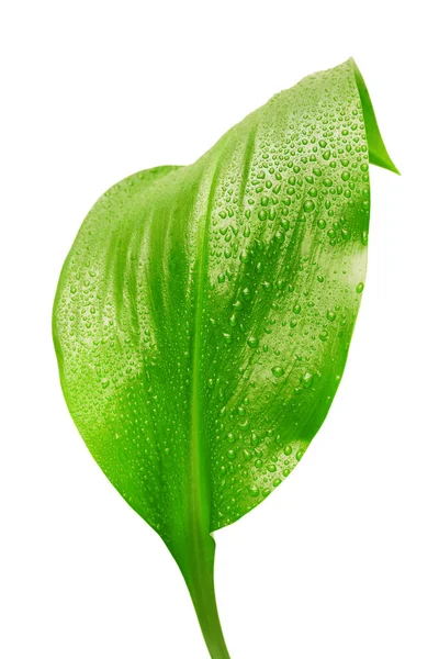 Folha Verde Com Gotas Água Fundo Branco — Fotografia de Stock
