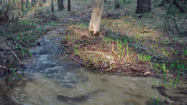Strumień Leśny Słodkiej Wody Źródlanej — Wideo stockowe