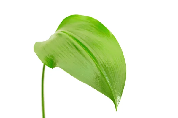 Grünes Blatt Auf Weißem Hintergrund — Stockfoto