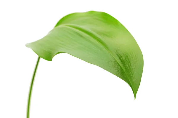 Green Leaf White Background — Stock Photo, Image