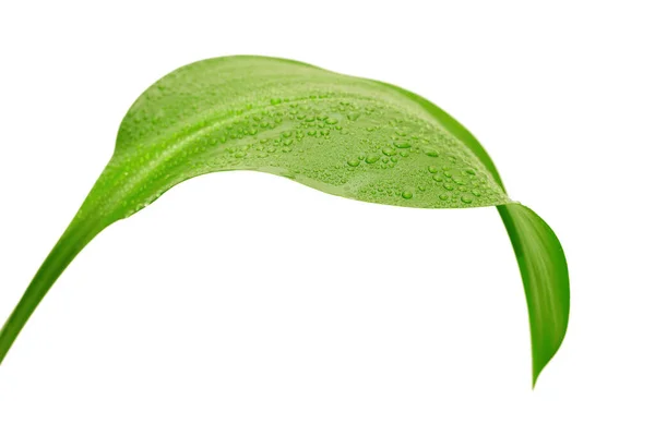 Green Leaf Drops Water White Background — Stock Photo, Image