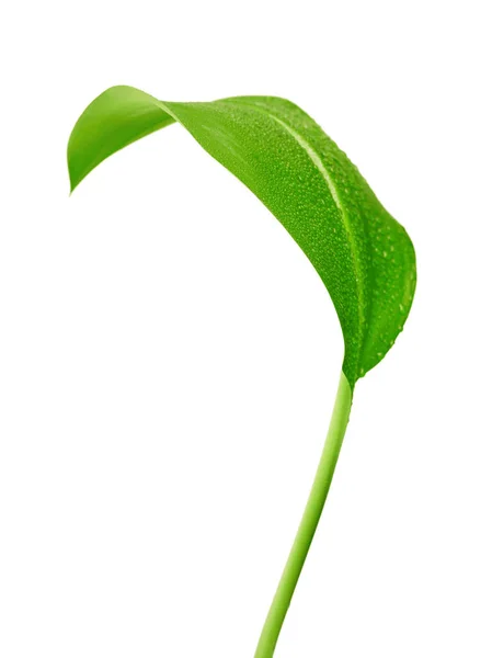 白い背景に水滴のある緑の葉 — ストック写真