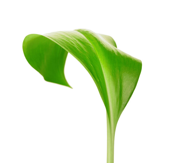 Зеленый лист на белом фоне