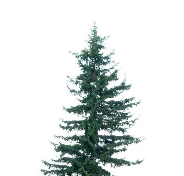 Árvore Abeto Isolada Sobre Fundo Branco — Fotografia de Stock