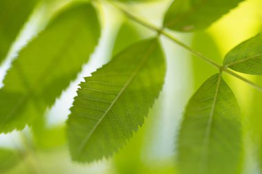  Yeşil bahar, Rowan yapraklarıyla birlikte.
